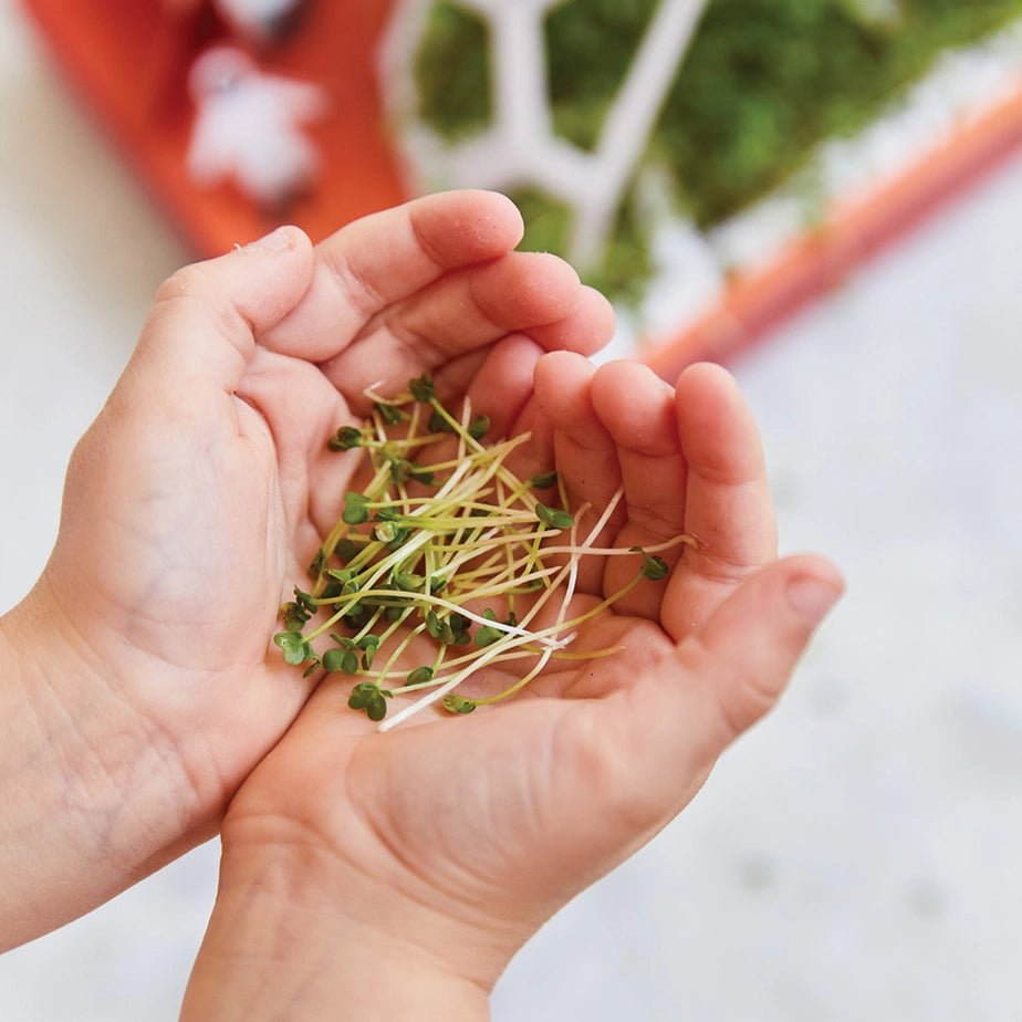 Microgreens Diy Kit Pollinator Habitat