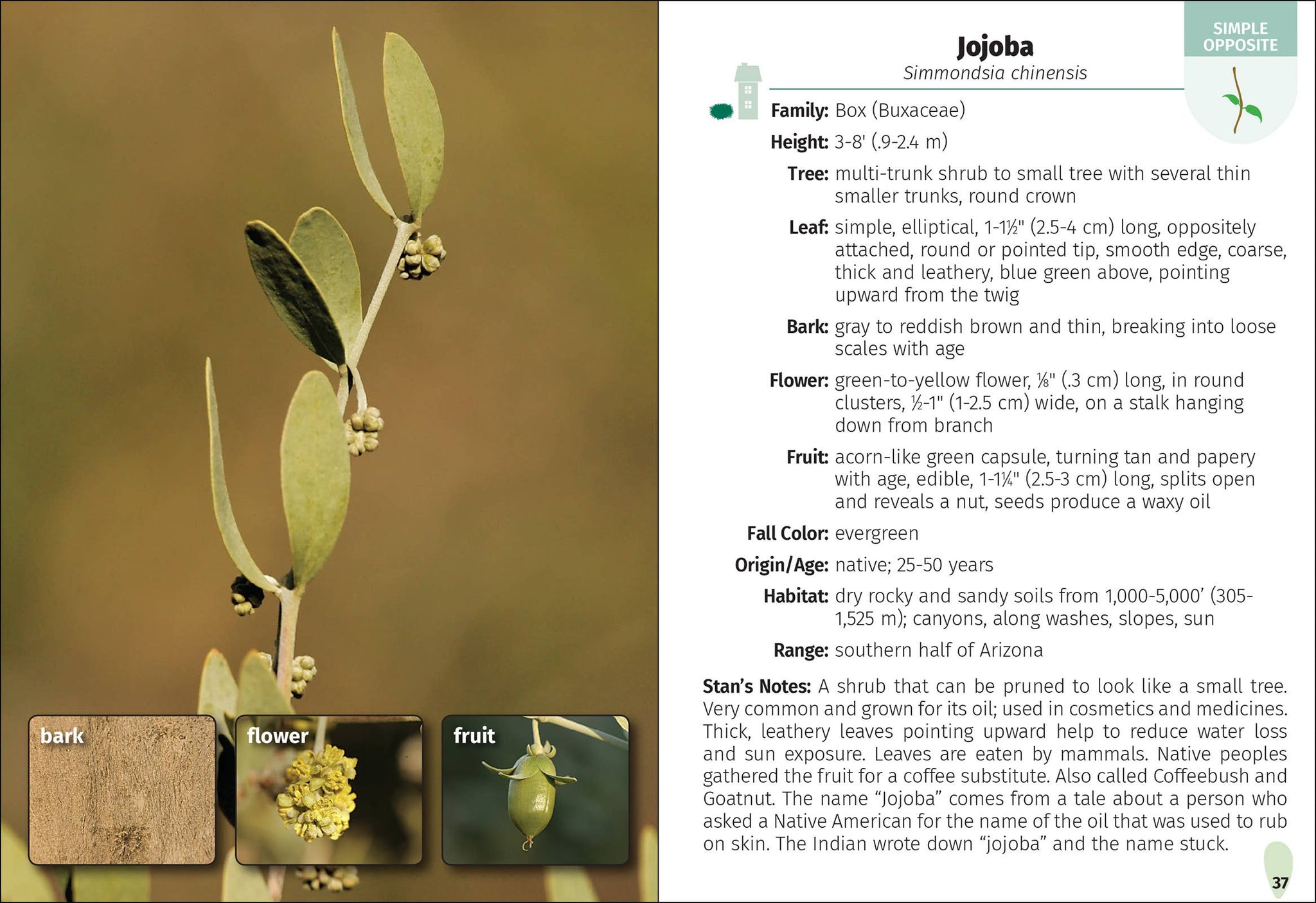Trees of Arizona Field Guide 2e
