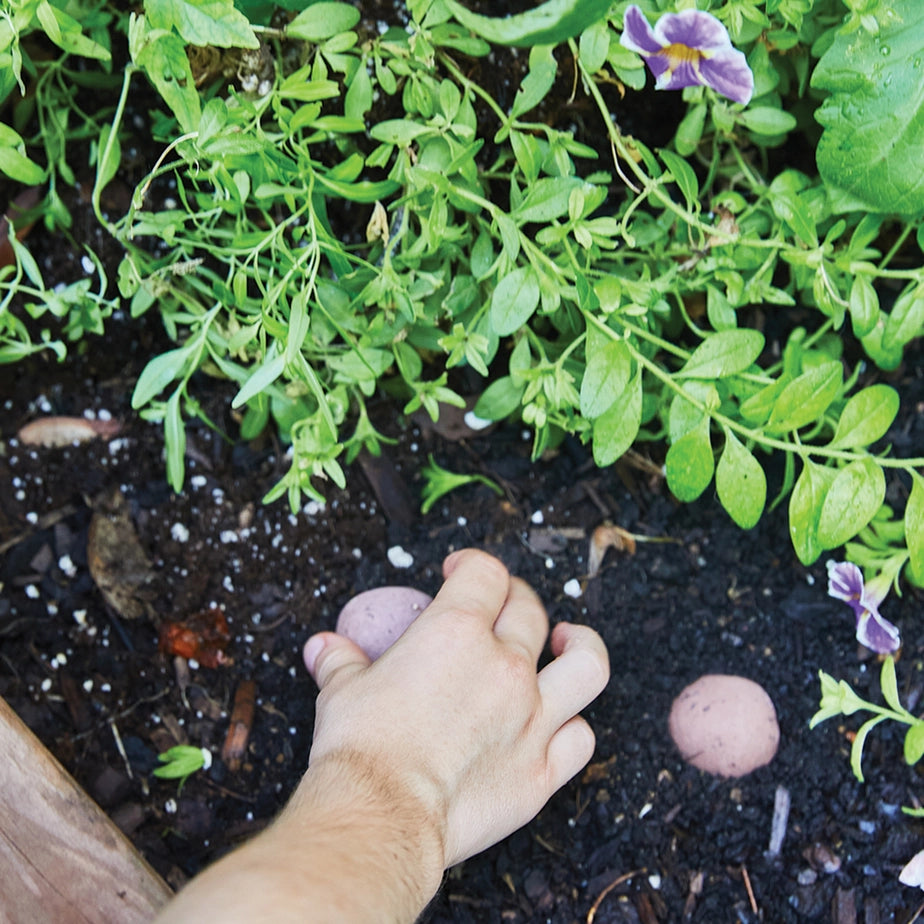 Seed Bomb