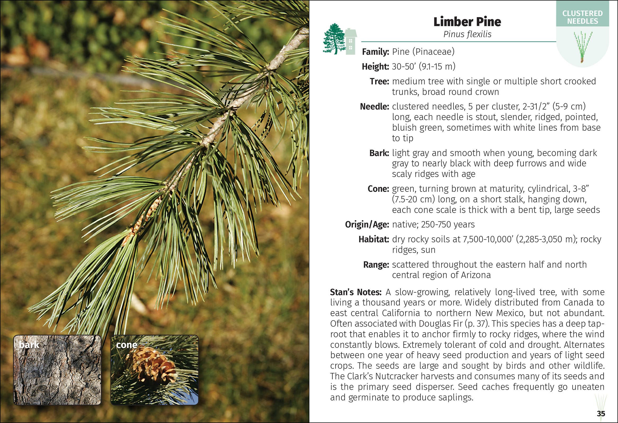 Trees of Arizona Field Guide 2e