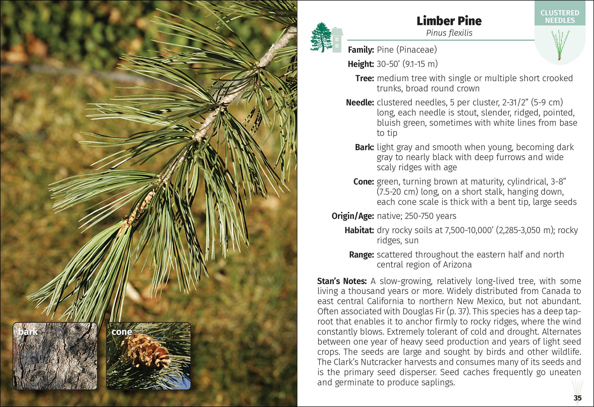 Trees of Arizona Field Guide 2e