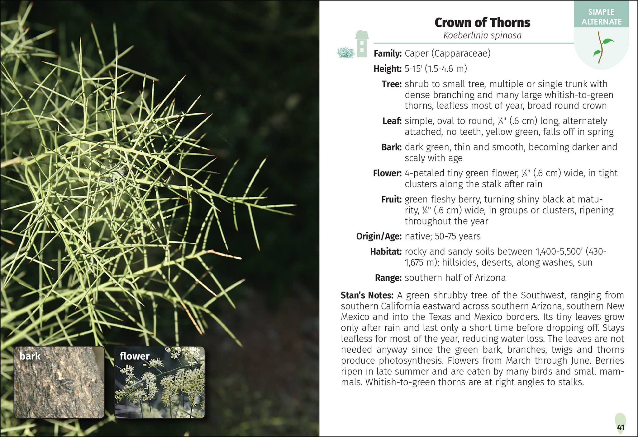 Trees of Arizona Field Guide 2e