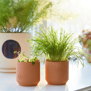 Tiny Terracotta Pet Grow Kit