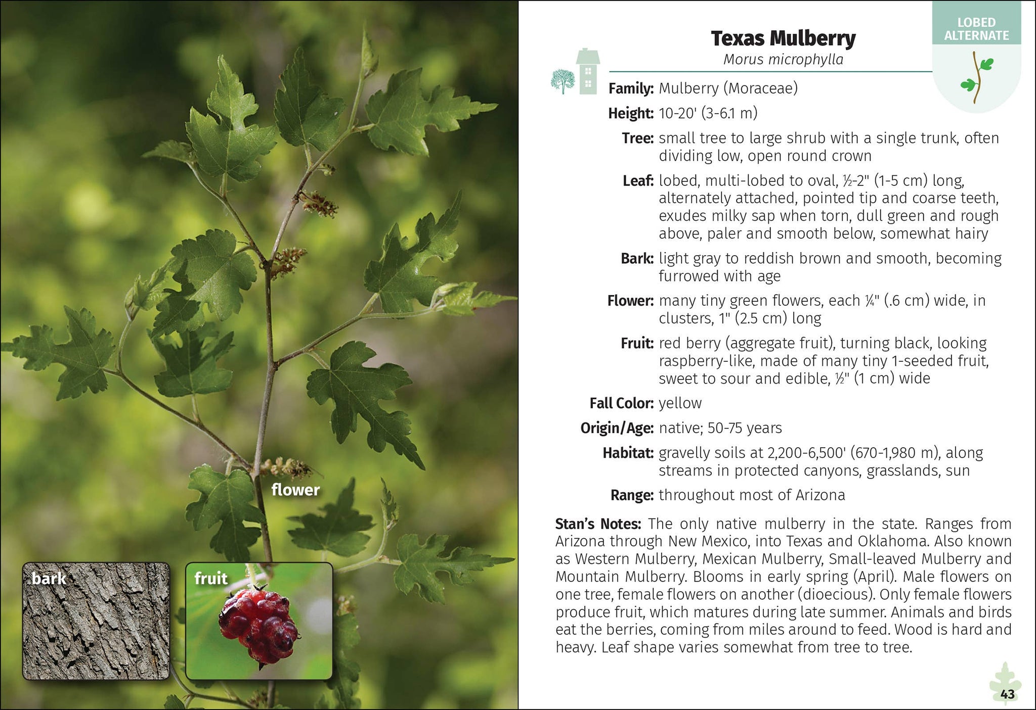 Trees of Arizona Field Guide 2e