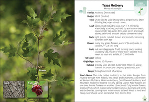 Trees of Arizona Field Guide 2e