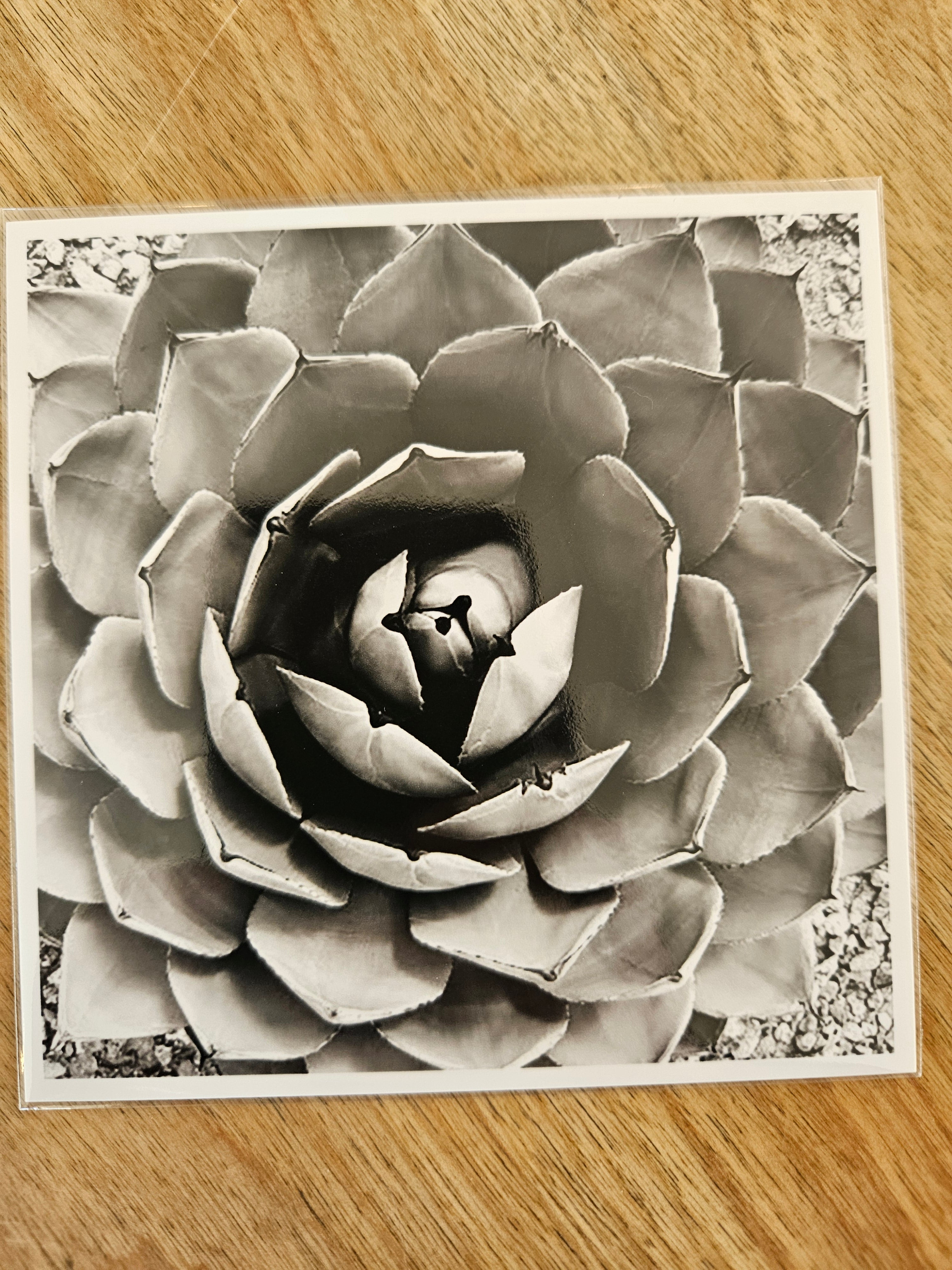 (C) 4x4 - Cactus Flower