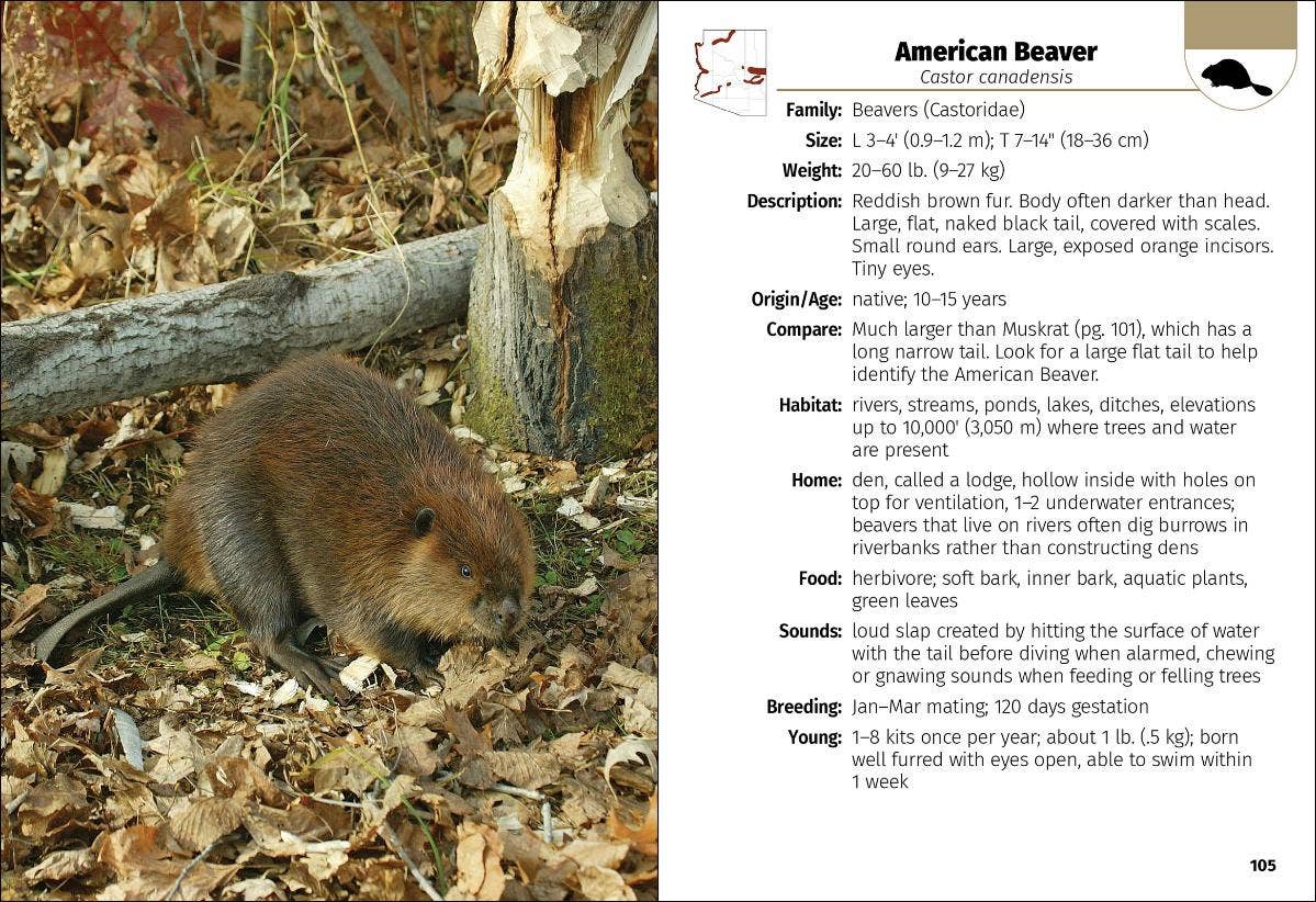 Mammals of Arizona 2e