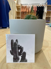 (C) 4x4 - Saguaro - Look Up