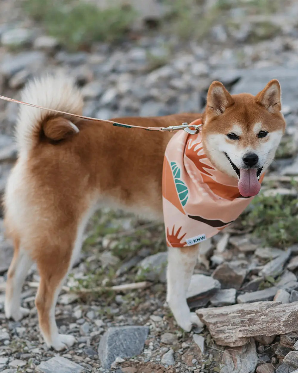 Recycled Dog Bandana | Sonoran
